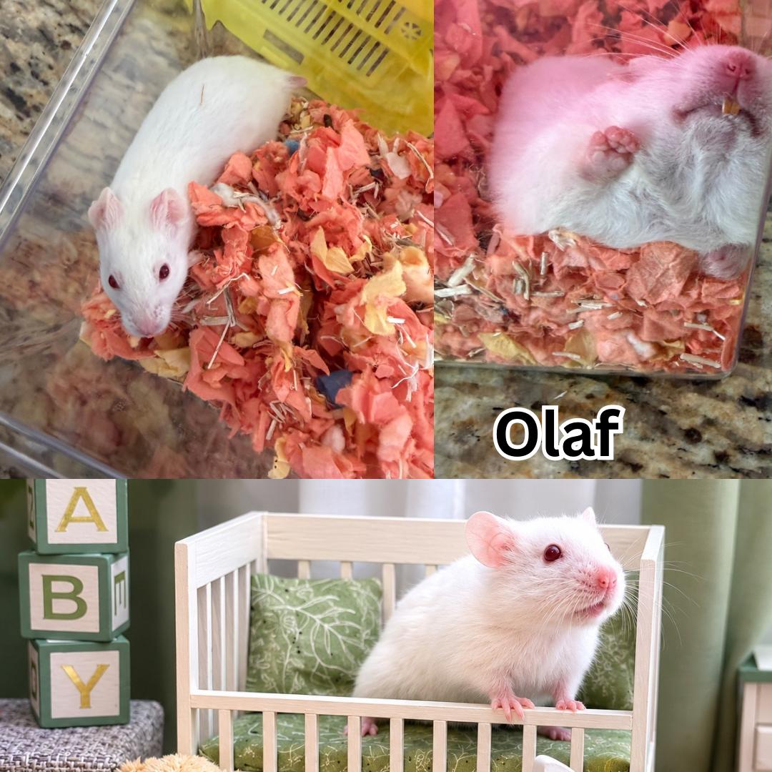 Olaf, ADOPTABLE, Baby Male Hamster.