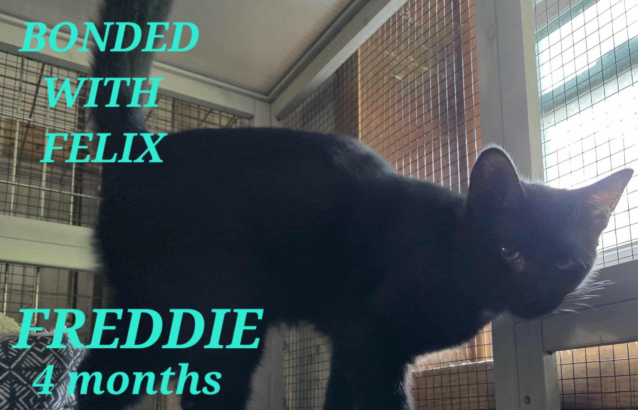 Enlarge Freddie & Felix, a Adopted American Shorthair in Eagle Bridge, NY image 1/2