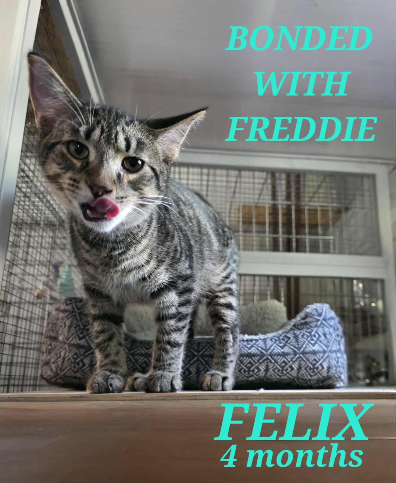 Enlarge Freddie & Felix, a Adopted American Shorthair in Eagle Bridge, NY image 2/2