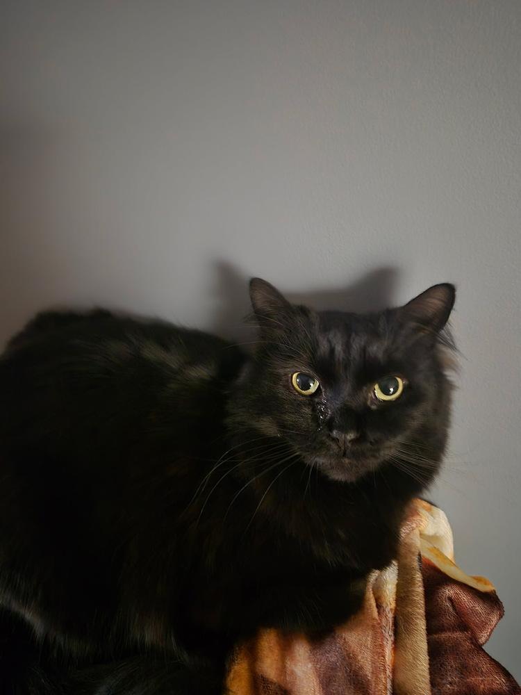 Enlarge Henna, a Adoptable mixed breed in Vienna , VA image 3/6