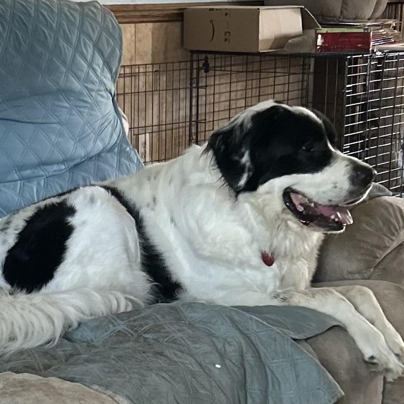 Nova, a Adoptable mixed breed in Cedar Park, TX image 5/5