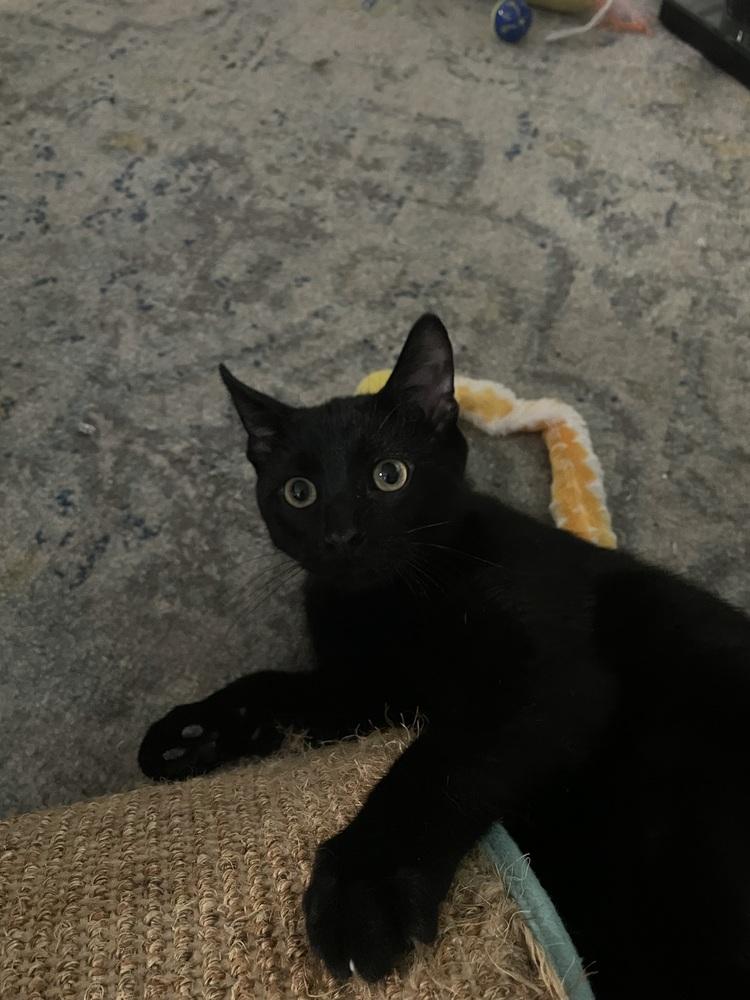 Woodford — thumbnail 3