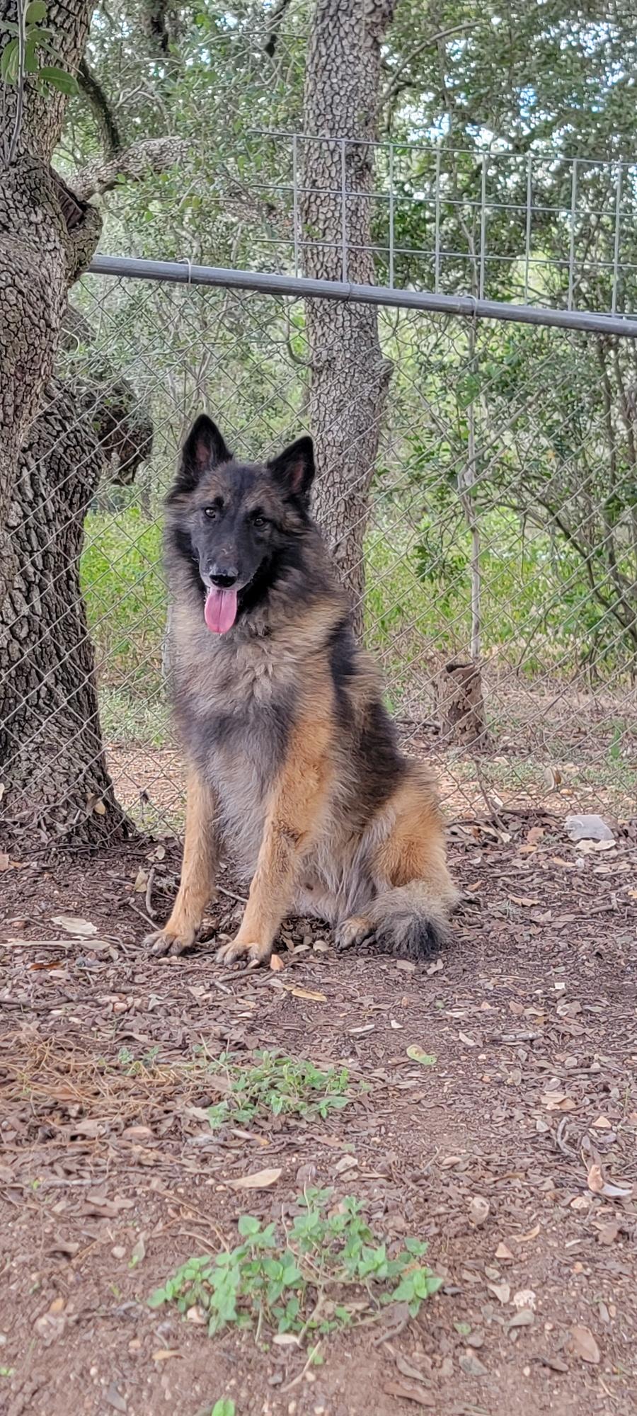 BT, Adoptable, Adult Male Belgian Shepherd / Tervuren.