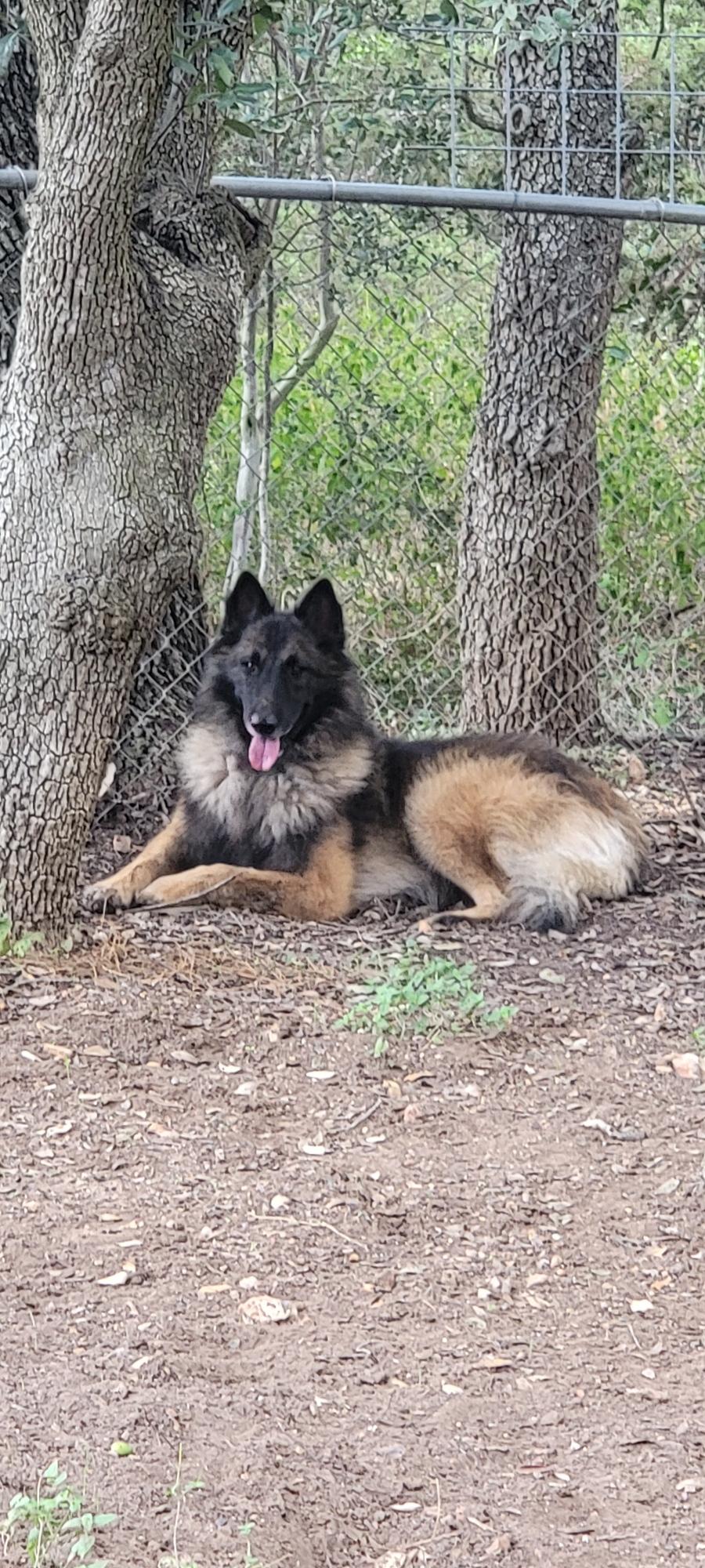 BT, a Adoptable Belgian Shepherd / Tervuren in San Antonio, TX image 2/2