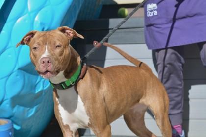 Nicolette -IN FOSTER, Adoptable, Adult Female Mixed Breed & Mixed Breed.