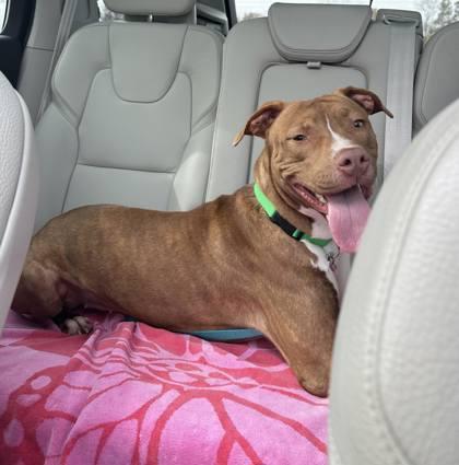 Enlarge Nicolette -IN FOSTER, a Adoptable Mixed Breed in Chamblee, GA image 2/3