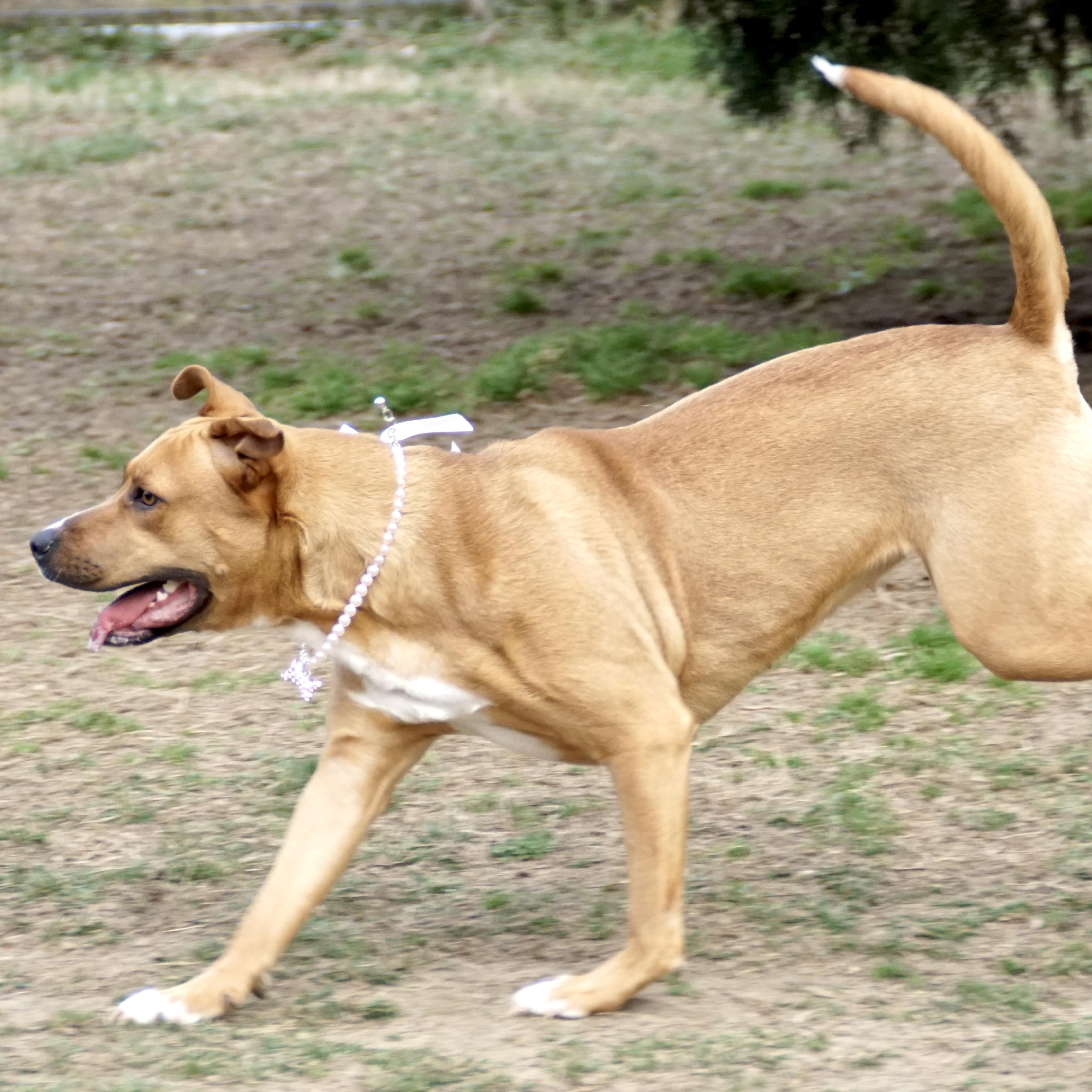 Honey Bunches -s, a ADOPTABLE mixed breed in Sequatchie, TN image 4/6