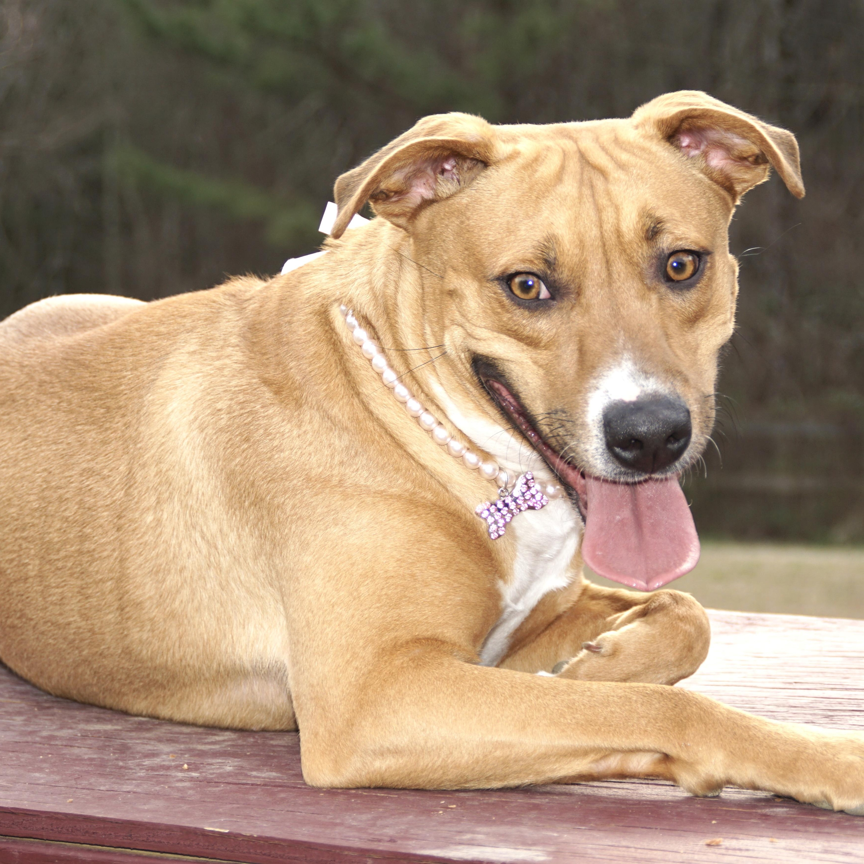 Honey Bunches -s, a ADOPTABLE mixed breed in Sequatchie, TN image 2/6