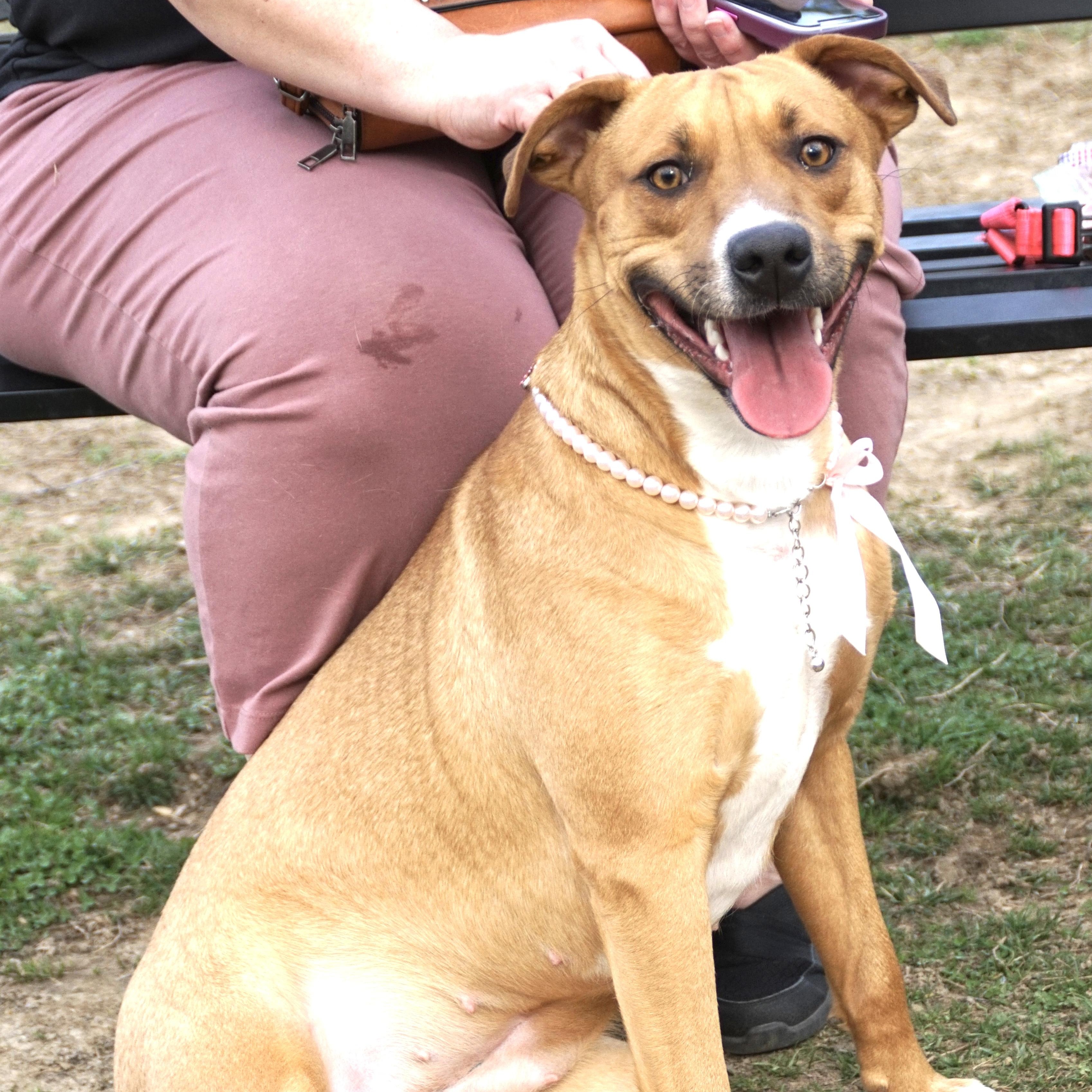 Honey Bunches -s, a ADOPTABLE mixed breed in Sequatchie, TN image 5/6