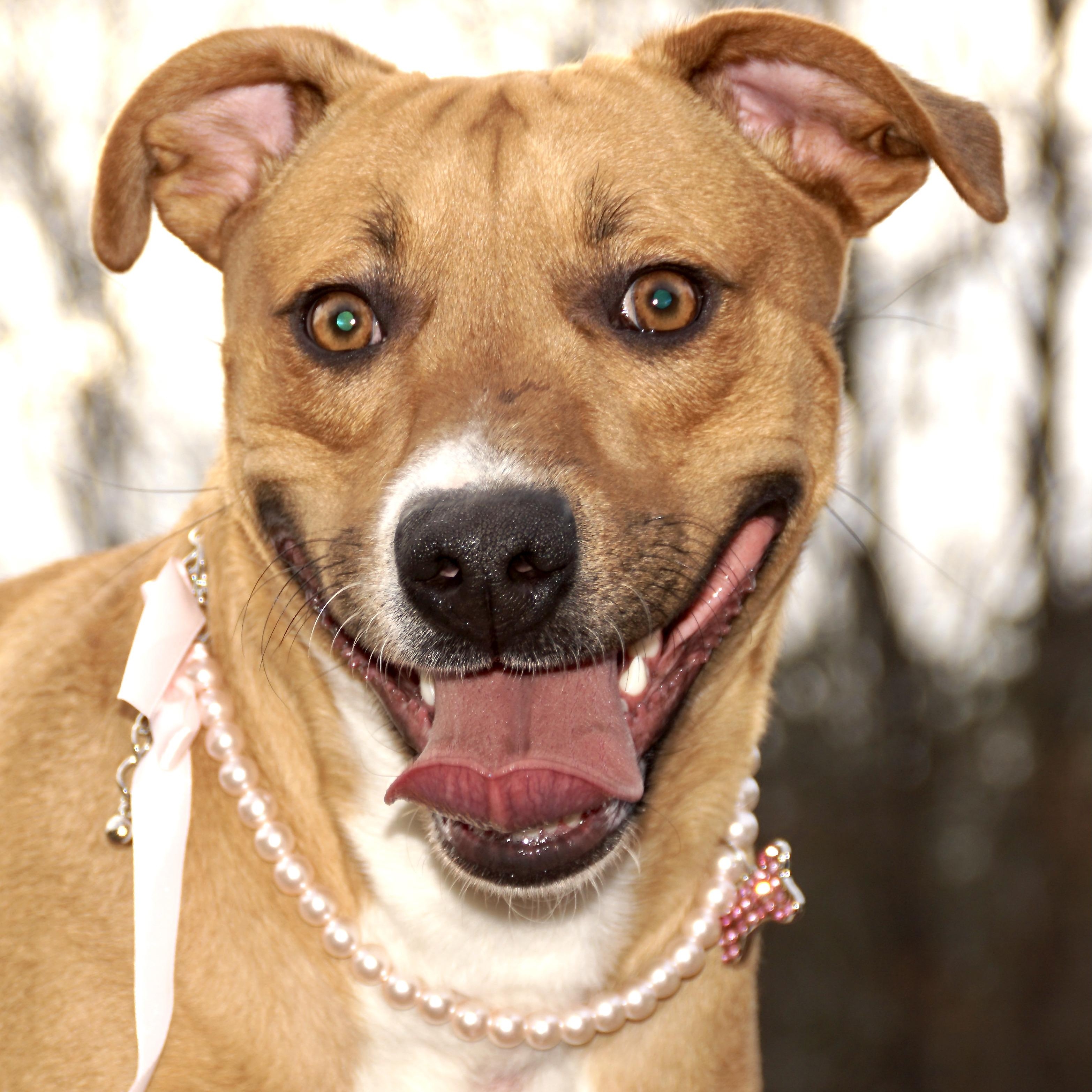 Honey Bunches -s, ADOPTABLE, Young Female Mountain Cur & Rhodesian Ridgeback.