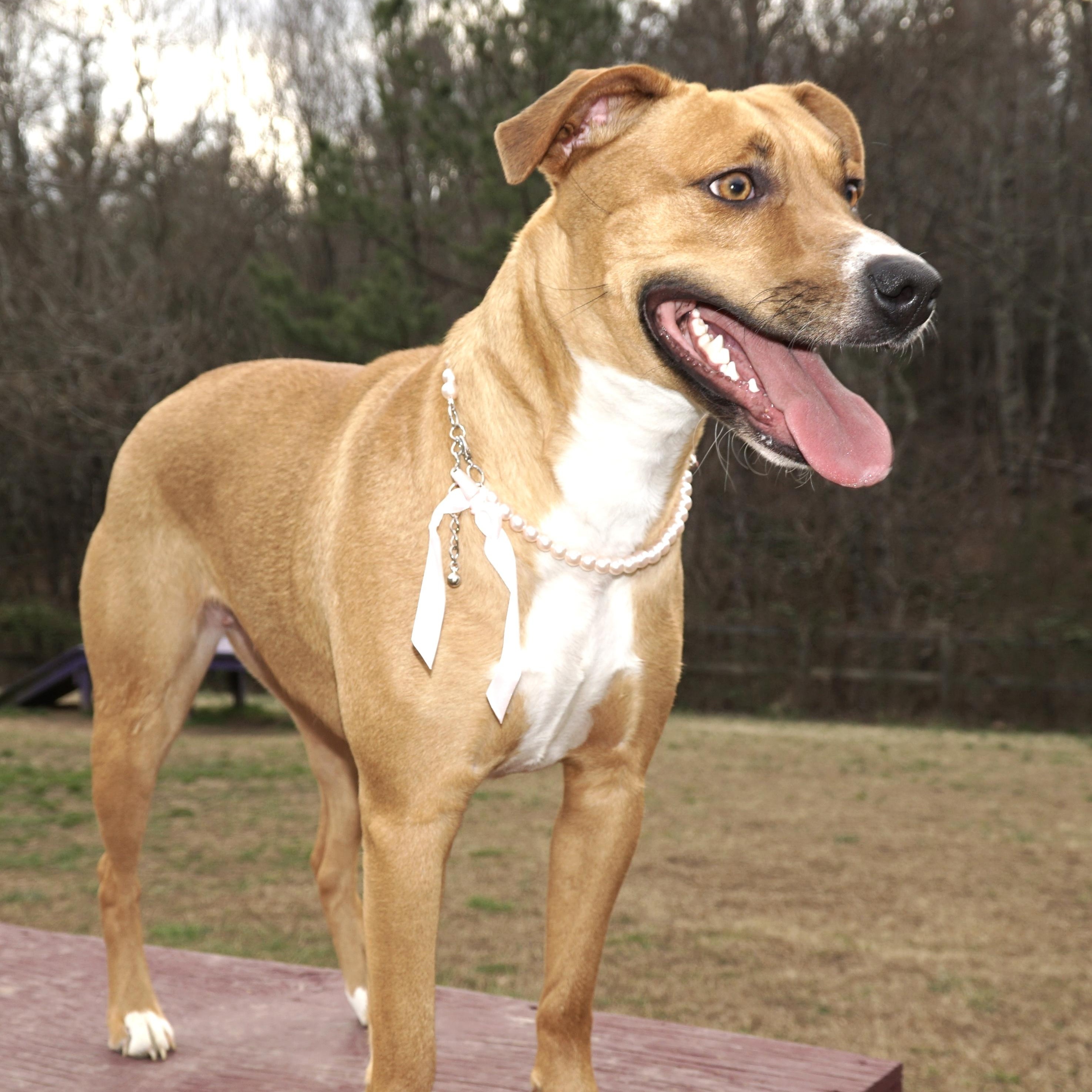 Honey Bunches -s, a ADOPTABLE mixed breed in Sequatchie, TN image 3/6