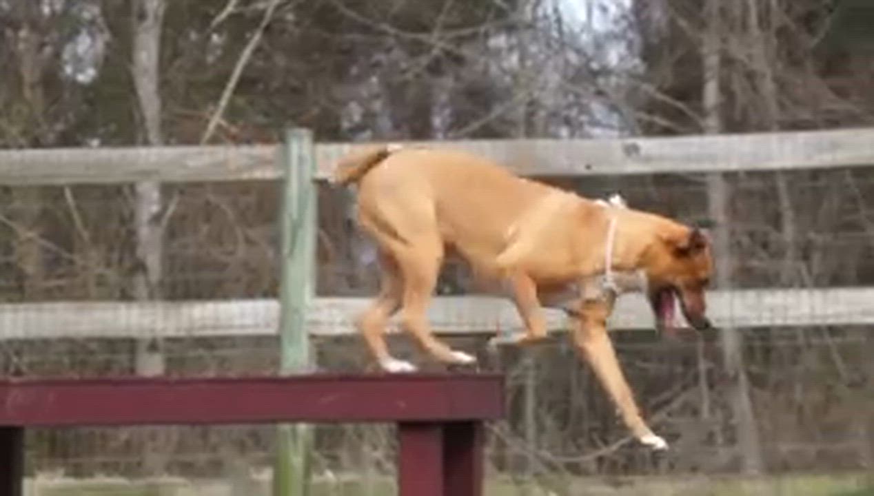 Enlarge Honey Bunches -s, a ADOPTABLE mixed breed in Sequatchie, TN video 6/6