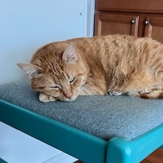 Morris, Adopted, Adult Male Tabby.