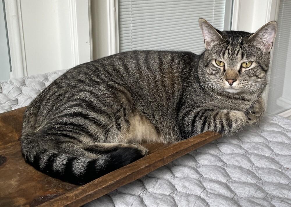 Cyprese, Adoptable, Kitten Male Domestic Short Hair.