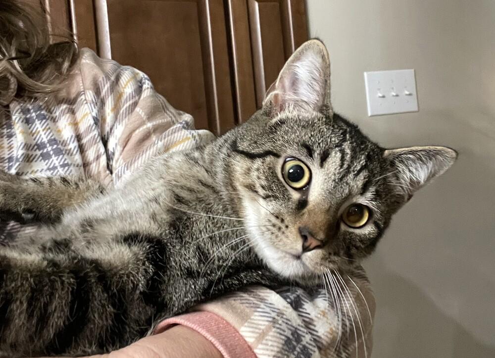 Cyprese, Adoptable, Kitten Male Domestic Short Hair.