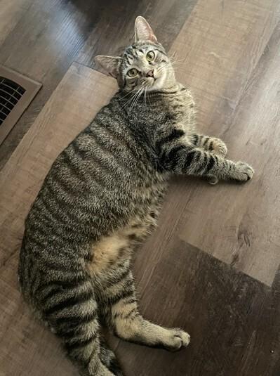 Cyprese, Adoptable, Kitten Male Domestic Short Hair.