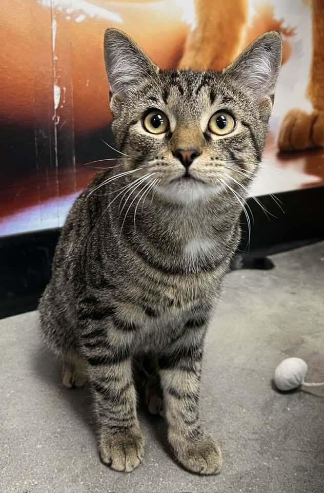 Enlarge Cyprese, a Adoptable mixed breed in Youngsville, NC image 2/6