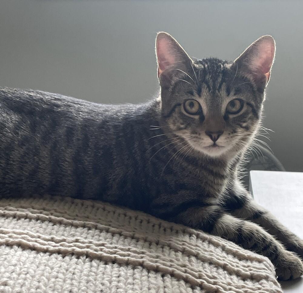 Enlarge Cyprese, a Adoptable mixed breed in Youngsville, NC image 3/6