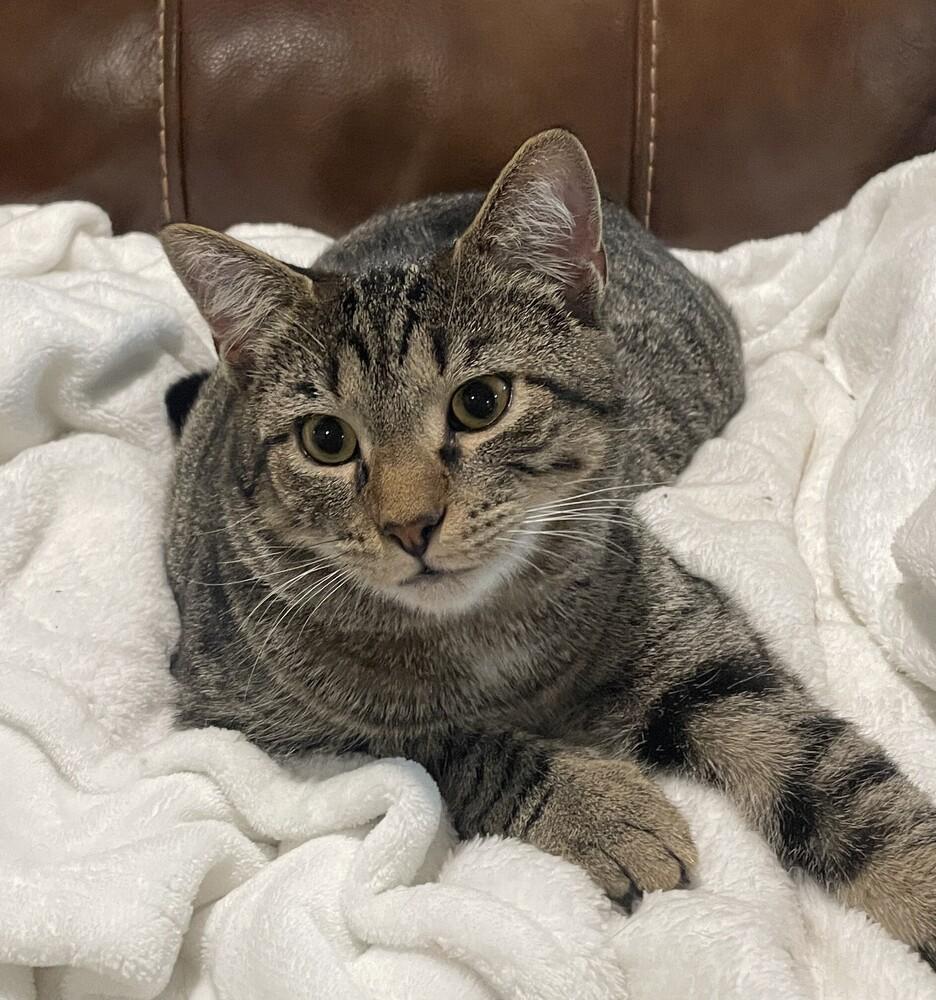 Enlarge Cyprese, a Adoptable mixed breed in Youngsville, NC image 4/6