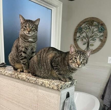 Enlarge Cyprese, a Adoptable mixed breed in Youngsville, NC image 4/6