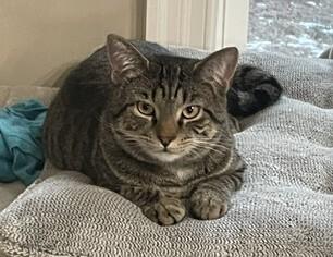 Enlarge Cyprese, a Adoptable mixed breed in Youngsville, NC image 6/6