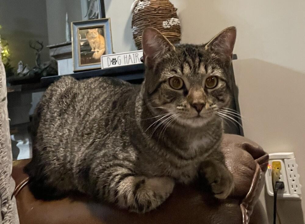 Enlarge Cyprese, a Adoptable mixed breed in Youngsville, NC image 6/6