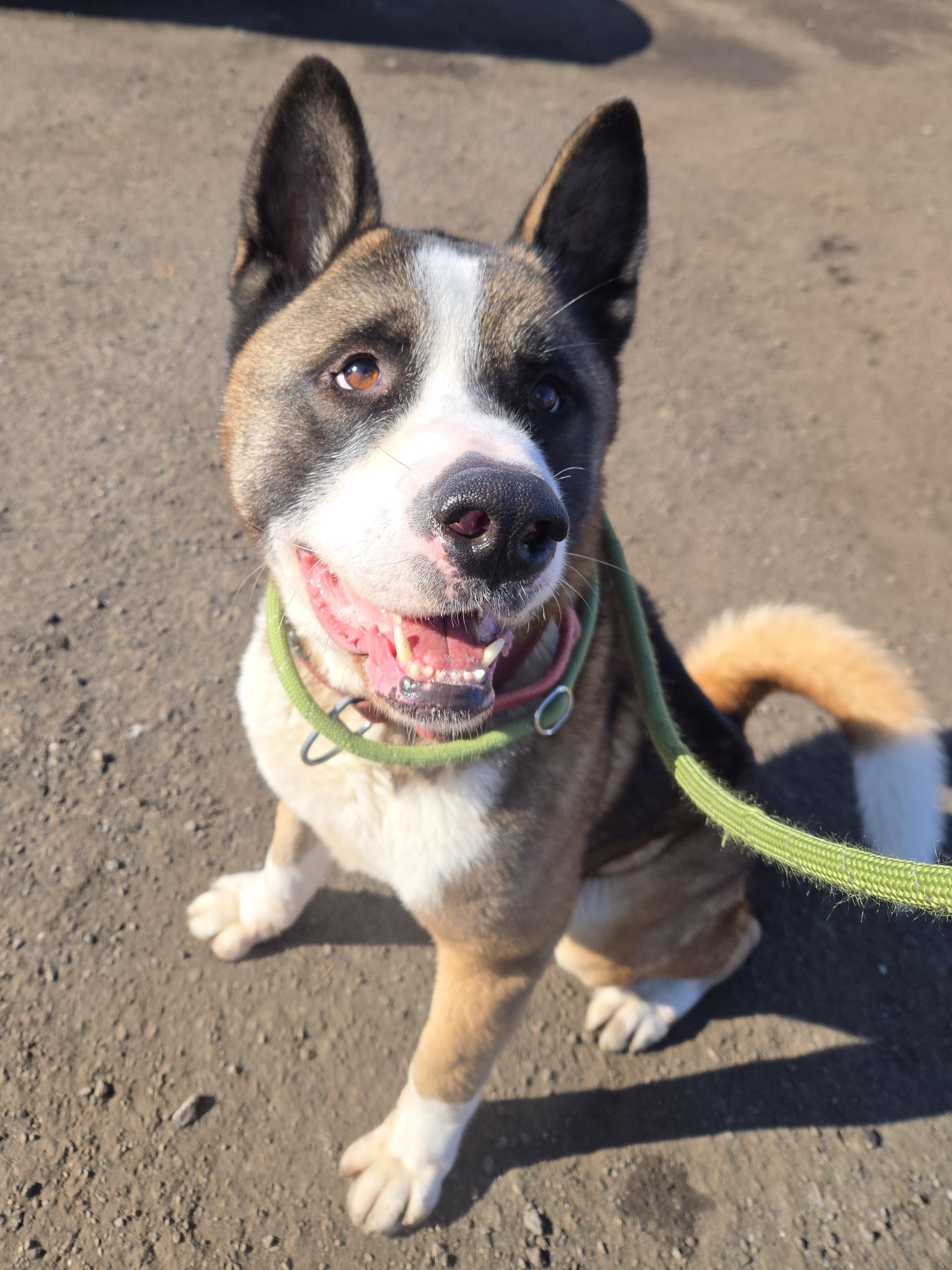 Enlarge Palmer, a ADOPTABLE Akita in Trenton, NJ image 2/2