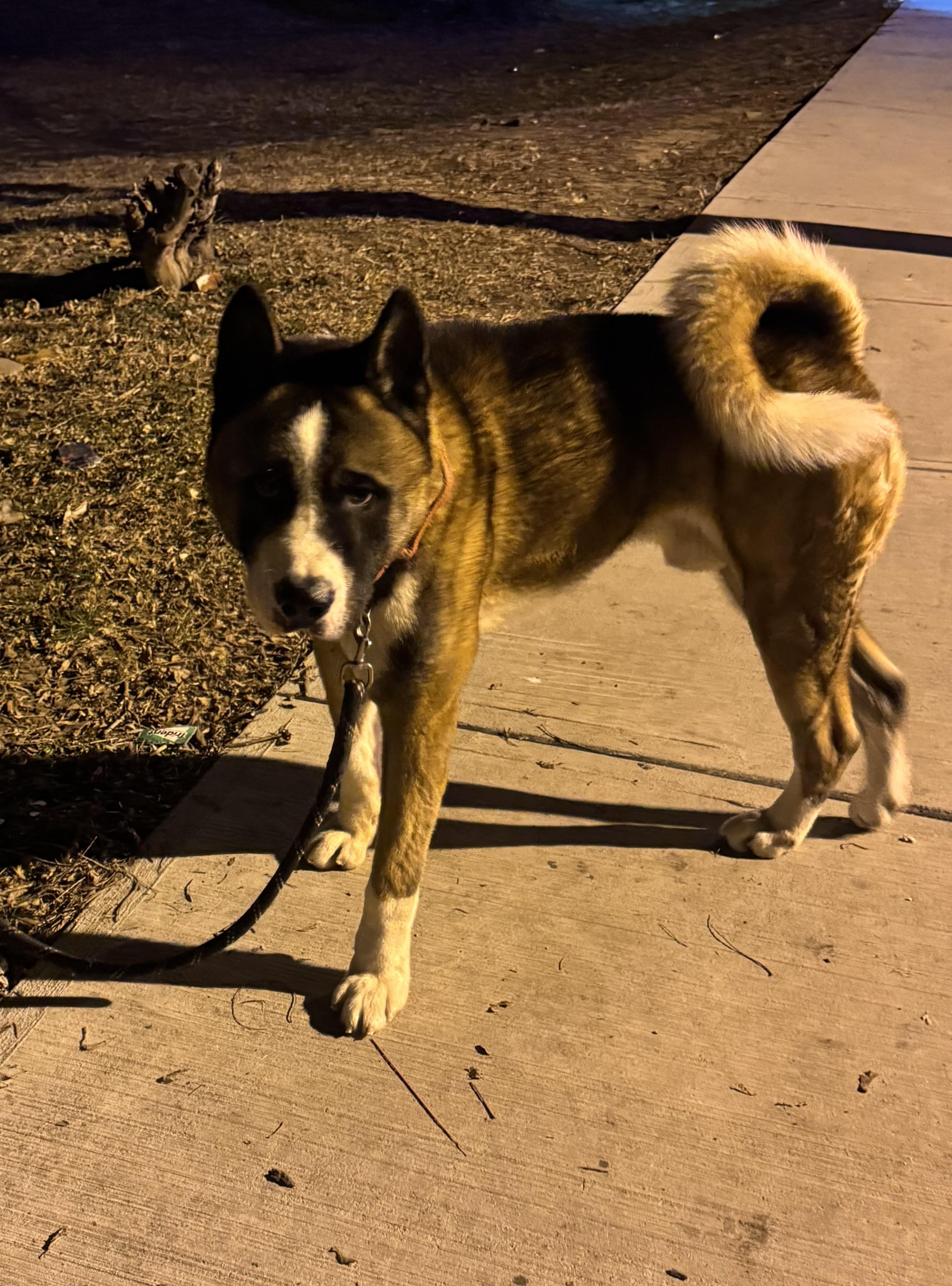 Enlarge Palmer, a ADOPTABLE Akita in Trenton, NJ image 1/1