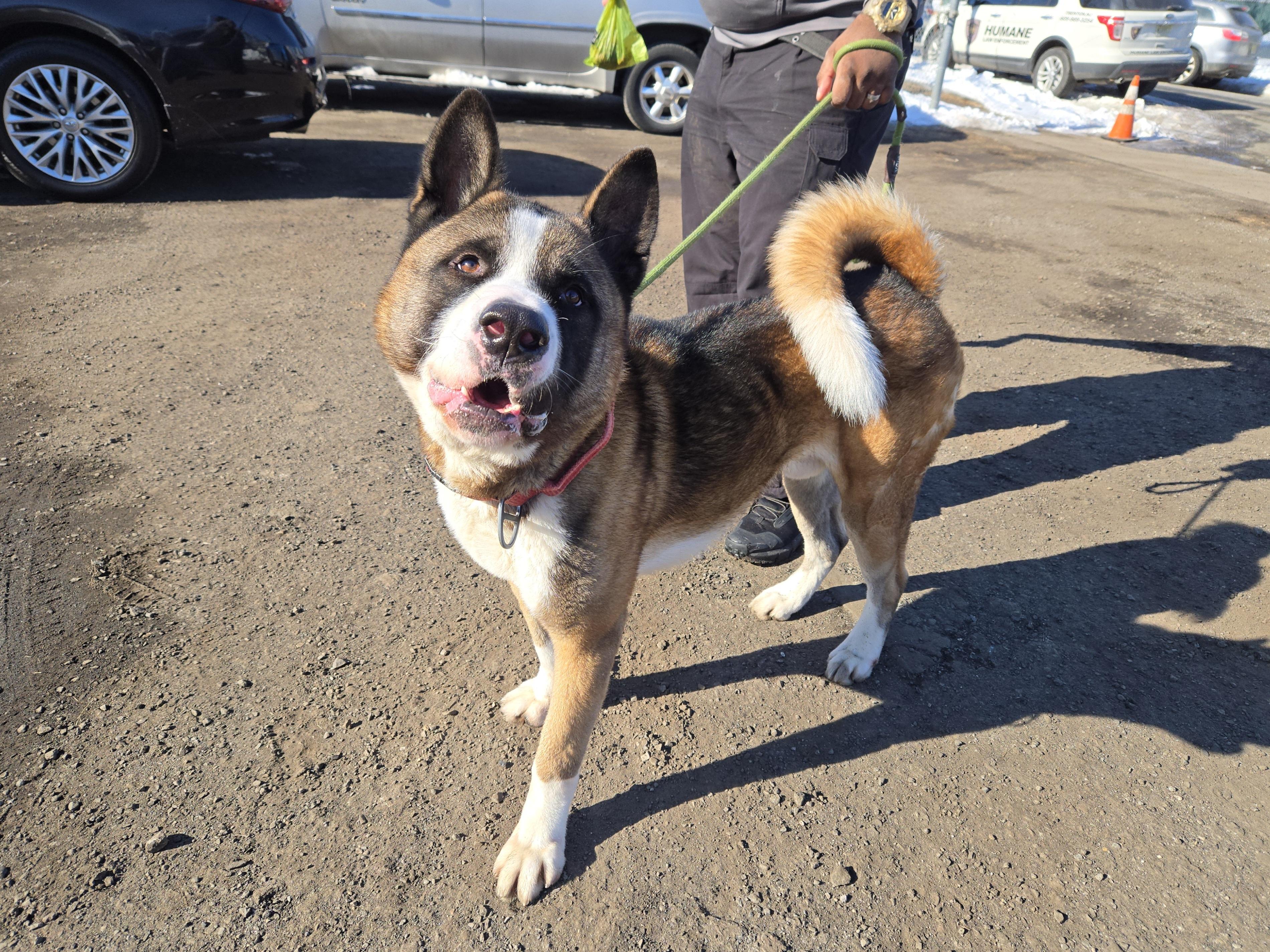 Enlarge Palmer, a ADOPTABLE Akita in Trenton, NJ image 1/2