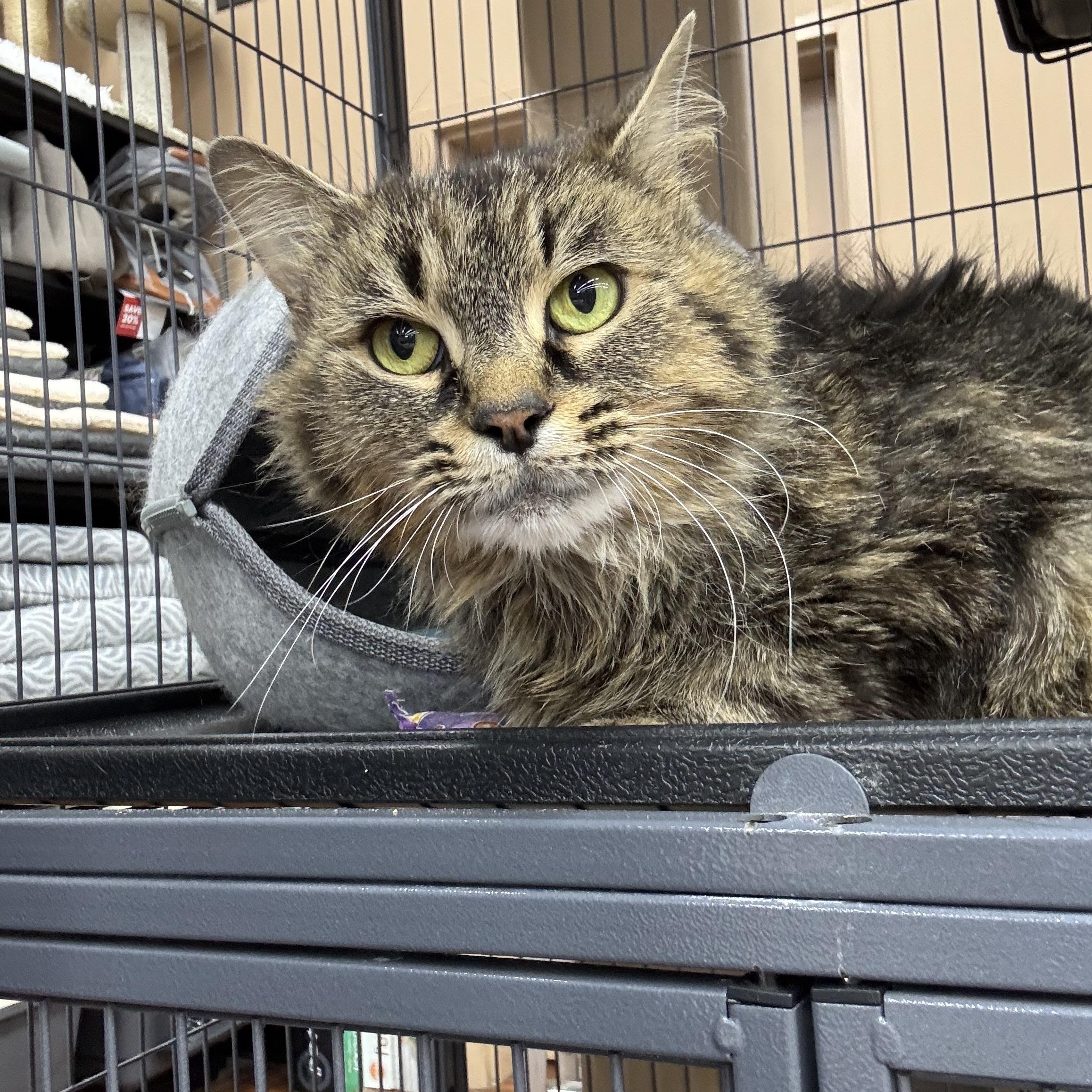 Woodstock, adopted, Adult Female Domestic Long Hair.