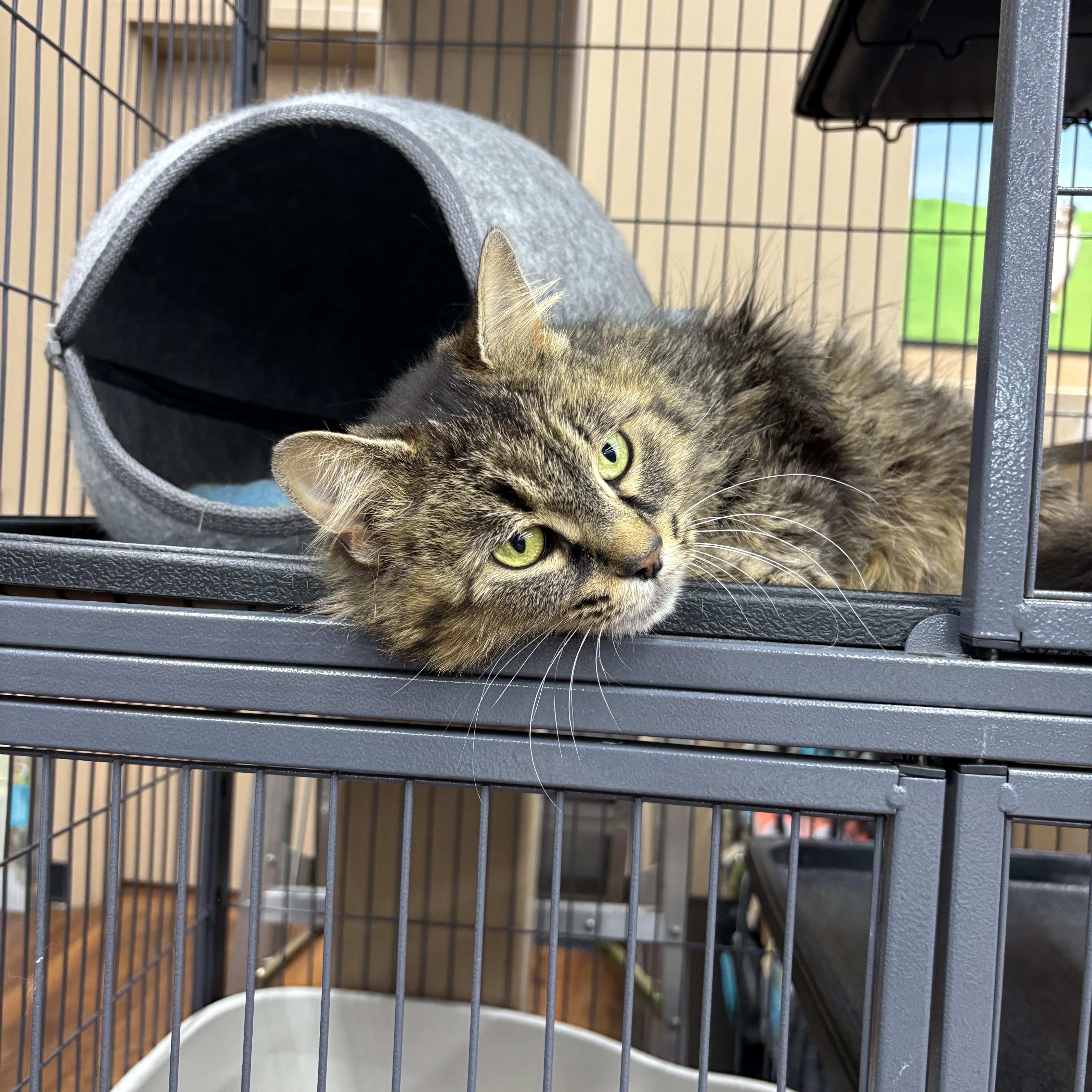 Woodstock, an adopted Domestic Long Hair in Fredericton, NB image 2/4