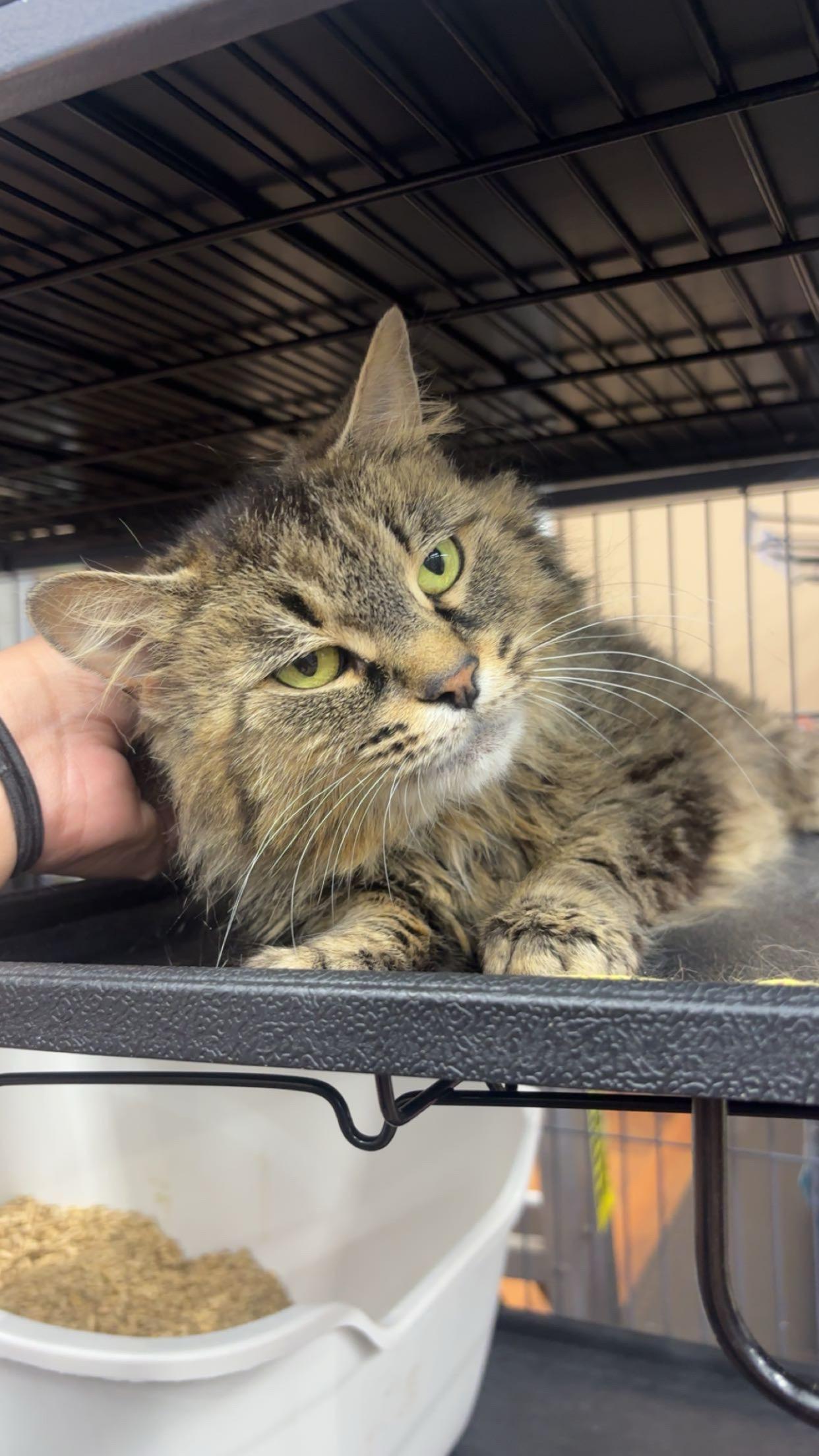 Woodstock, an adopted Domestic Long Hair in Fredericton, NB image 4/4