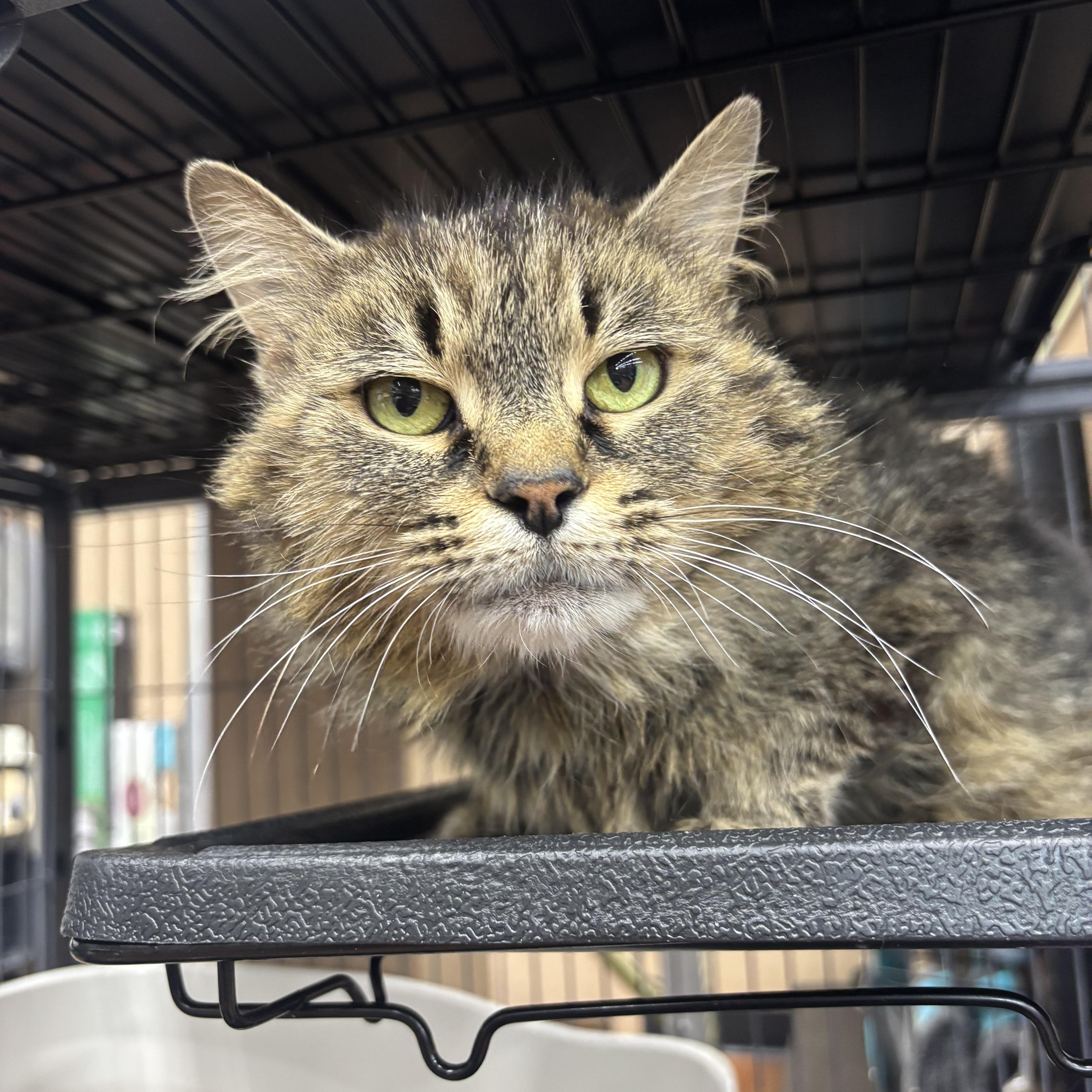 Woodstock, an adopted Domestic Long Hair in Fredericton, NB image 3/4
