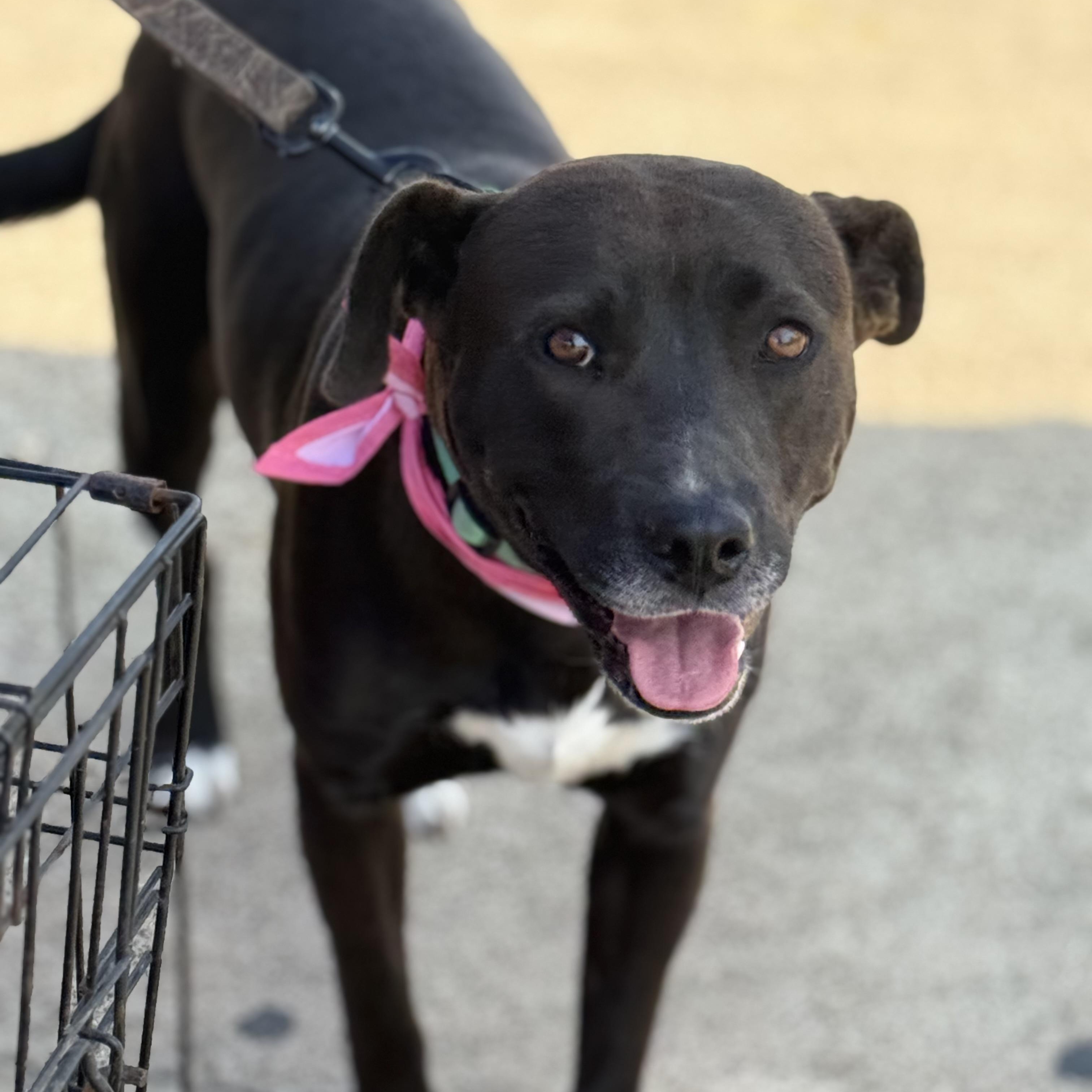 Maggie, Adoptable, Adult Female Black Labrador Retriever & Pit Bull Terrier.