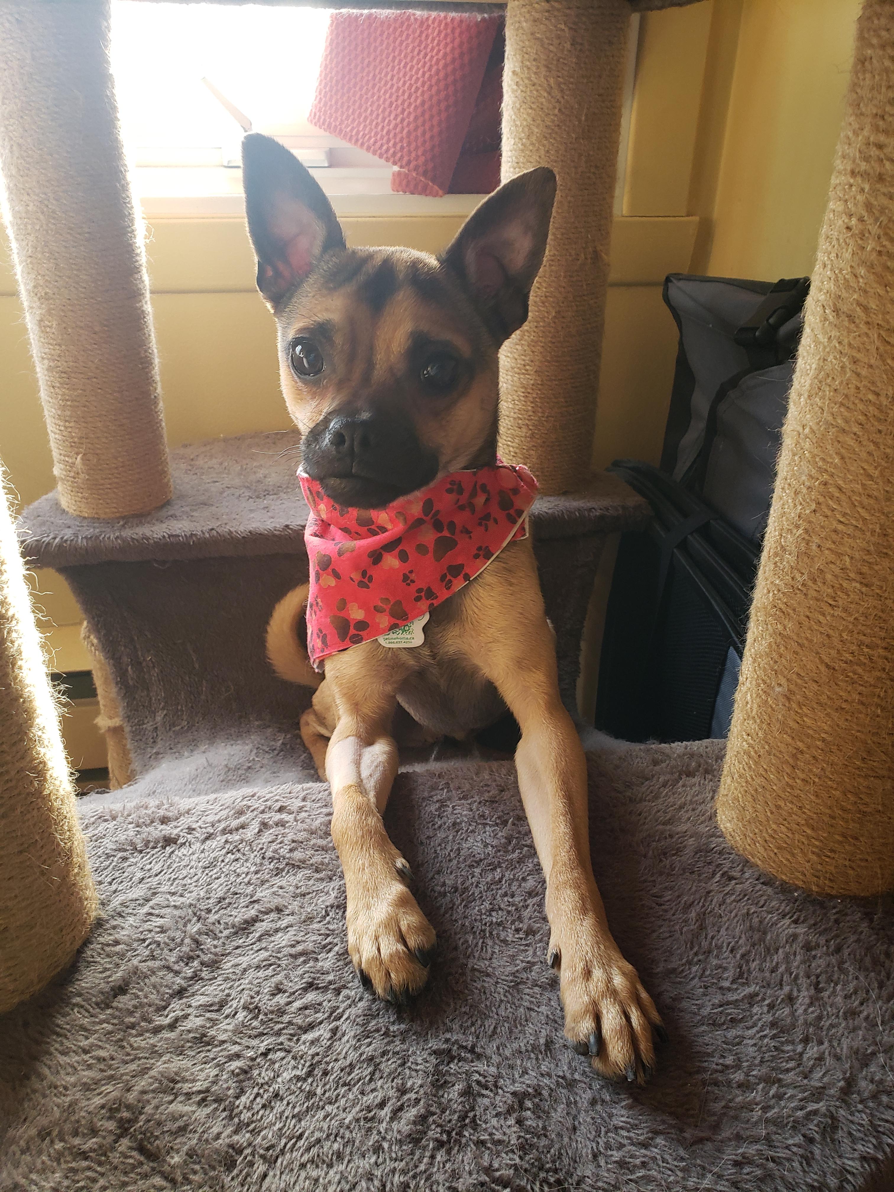 Enlarge Gollum, an adopted mixed breed in Anjou, QC image 4/4