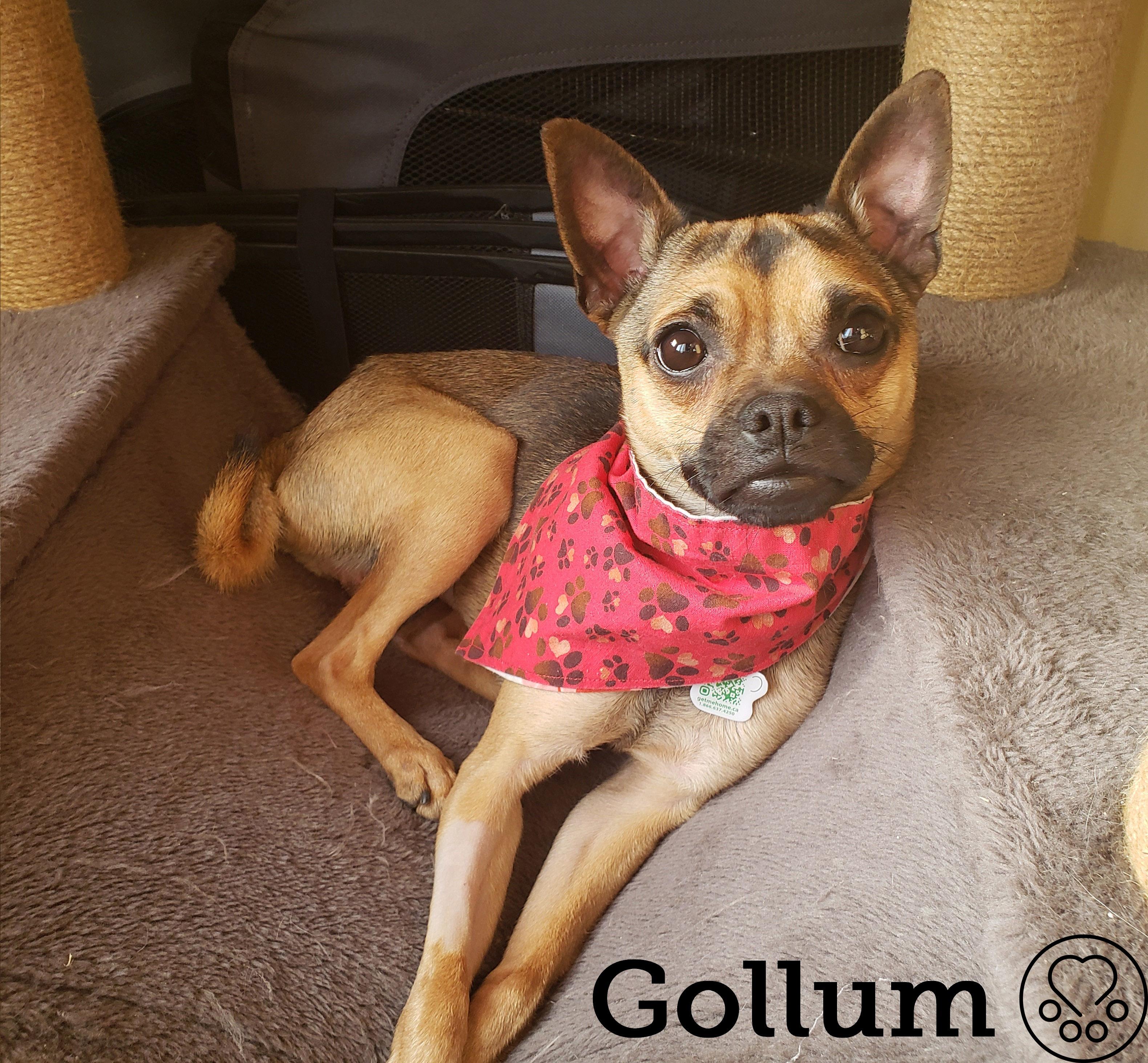 Enlarge Gollum, an adopted mixed breed in Anjou, QC image 1/4