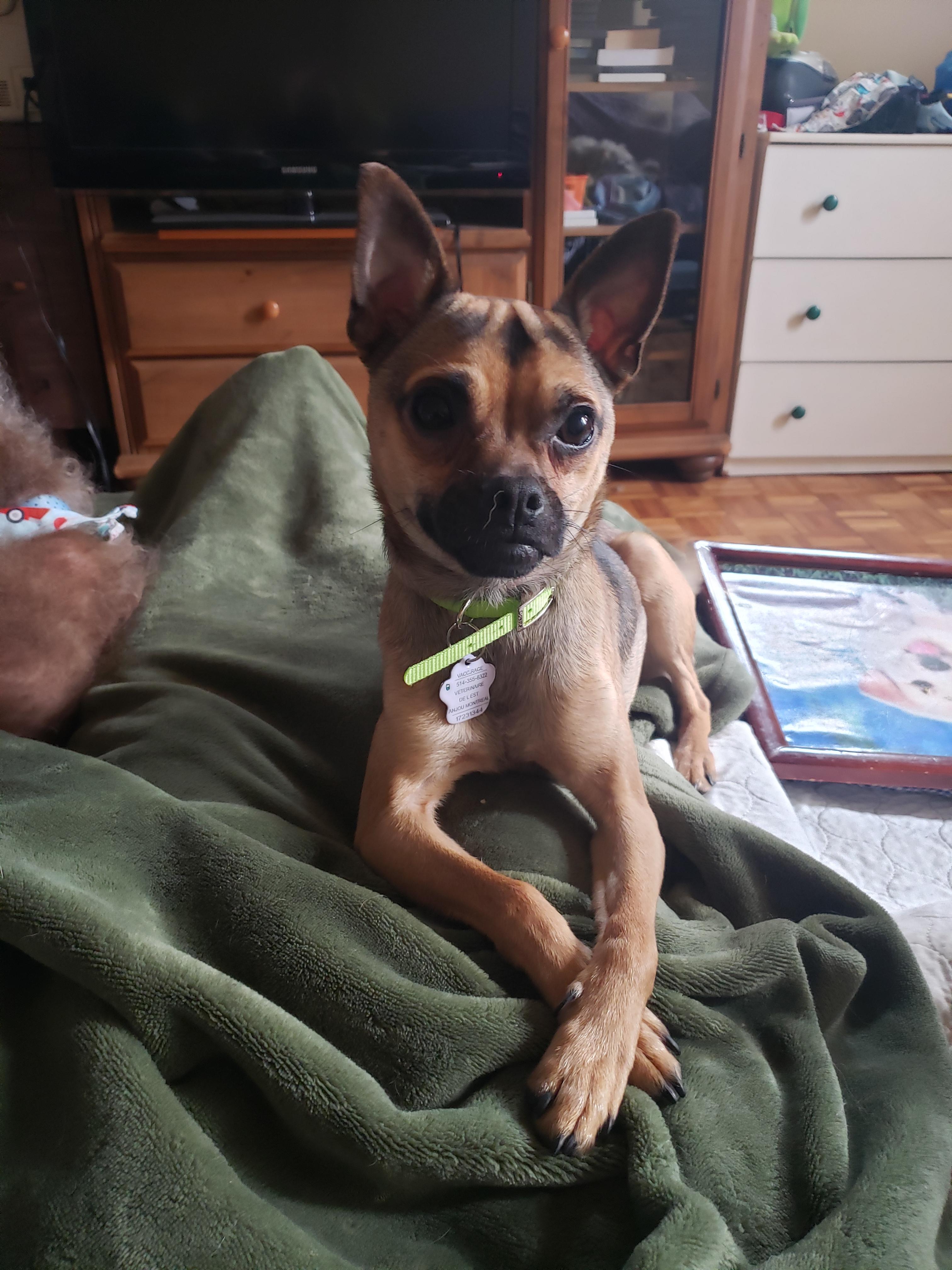 Enlarge Gollum, an adopted mixed breed in Anjou, QC image 2/4