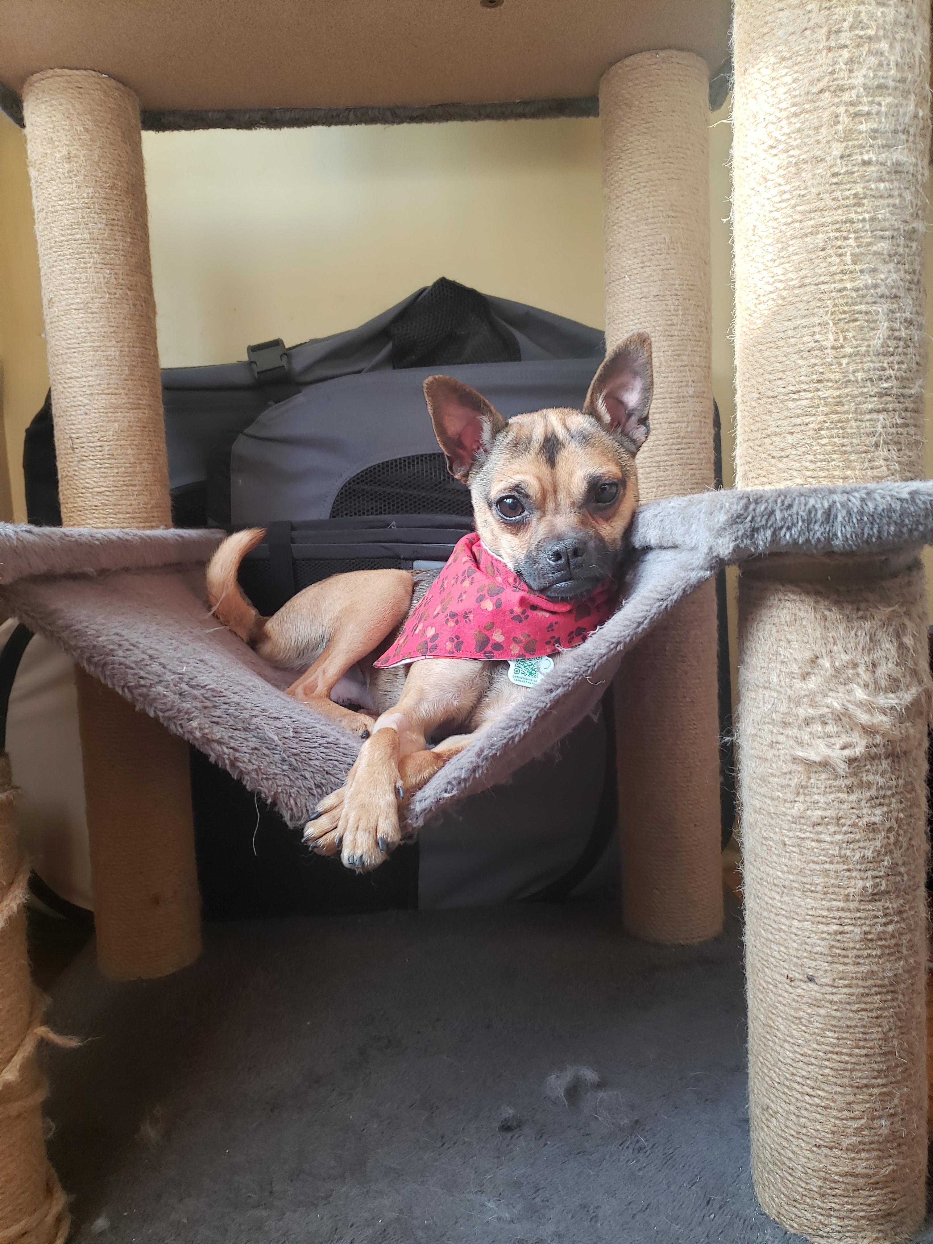 Enlarge Gollum, an adopted mixed breed in Anjou, QC image 3/4