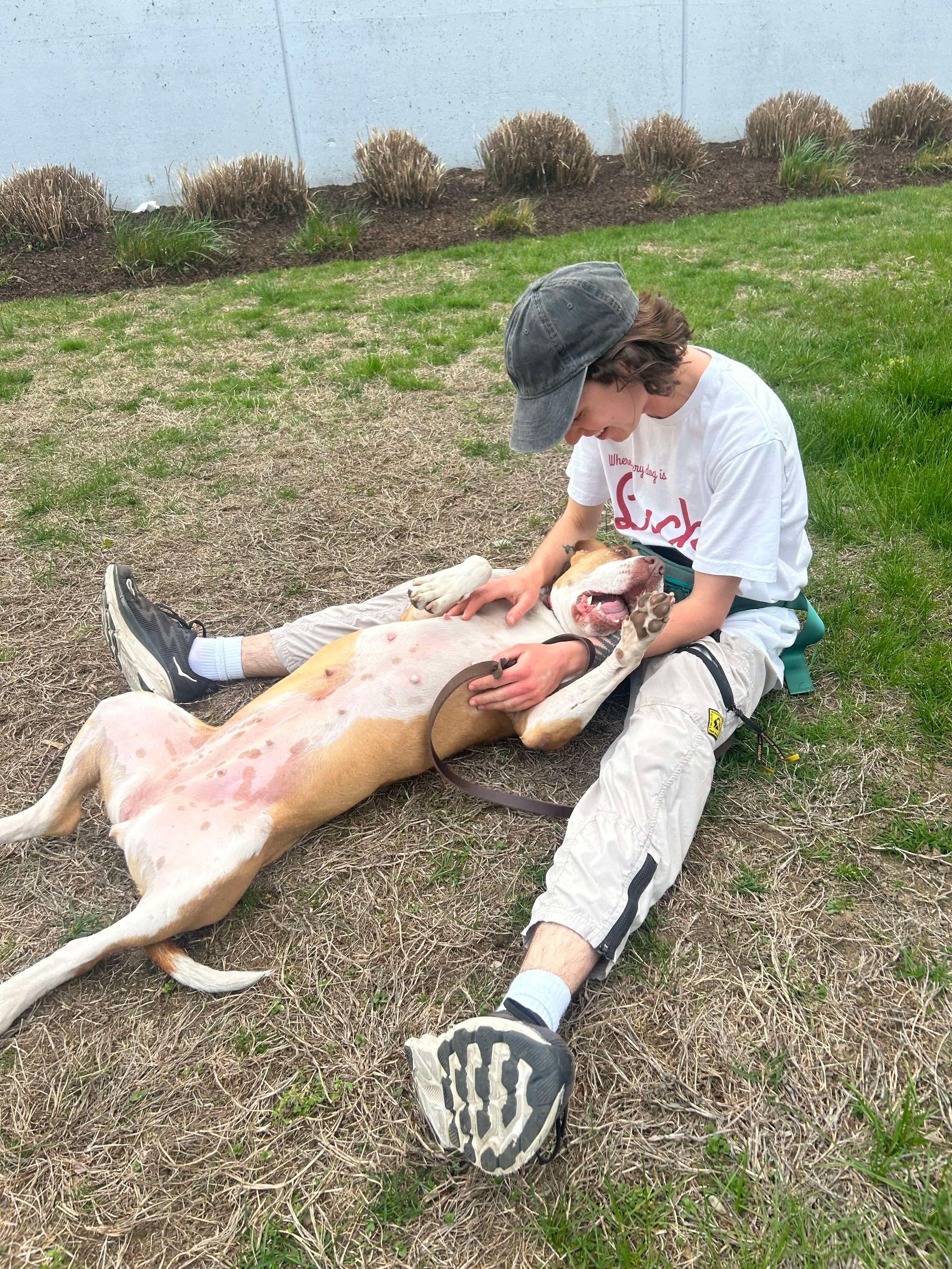 SUGAR, Adoptable, Adult Female Pit Bull Terrier.