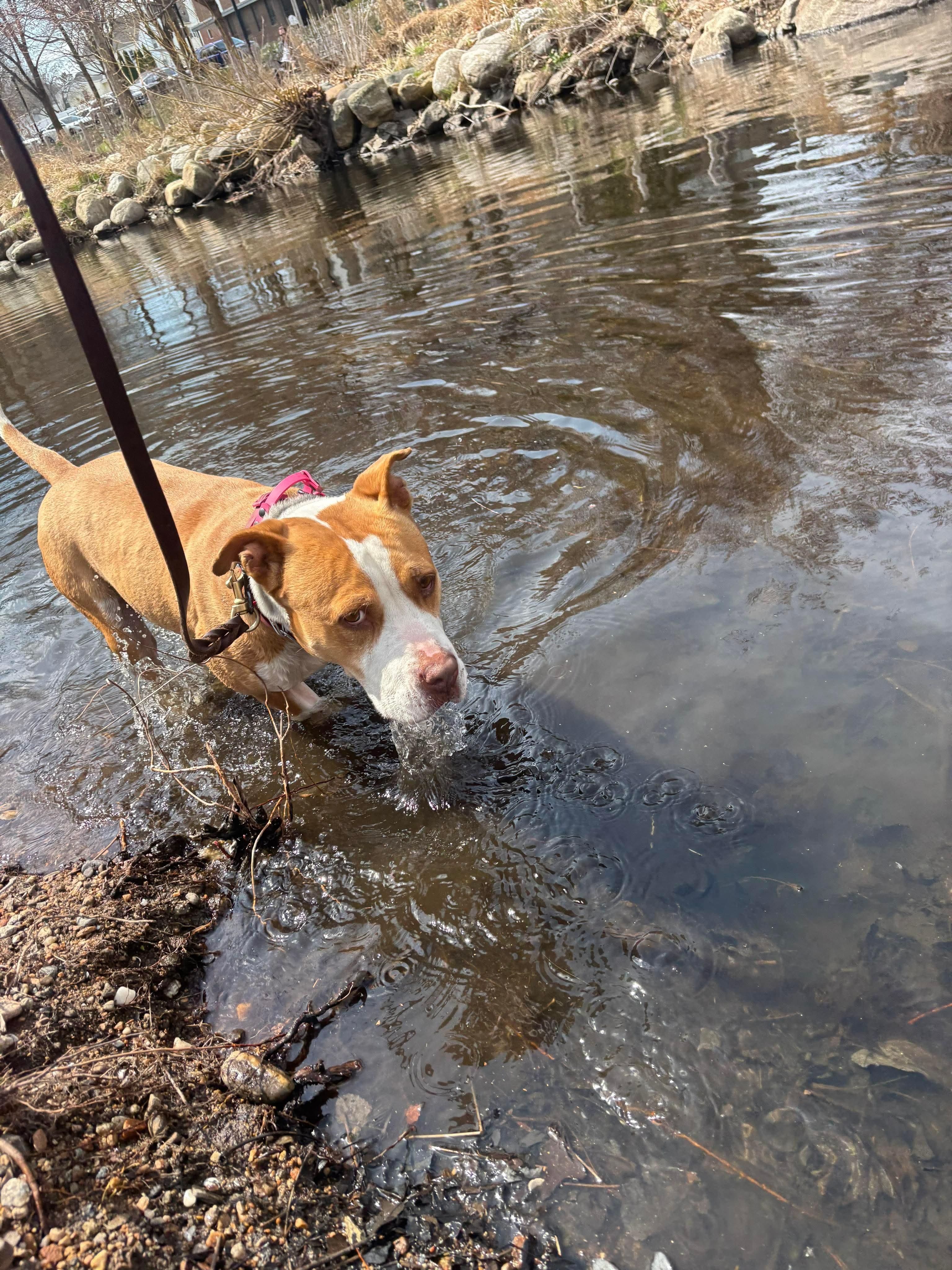 Enlarge SUGAR, a Adoptable mixed breed in Stamford, CT image 2/6