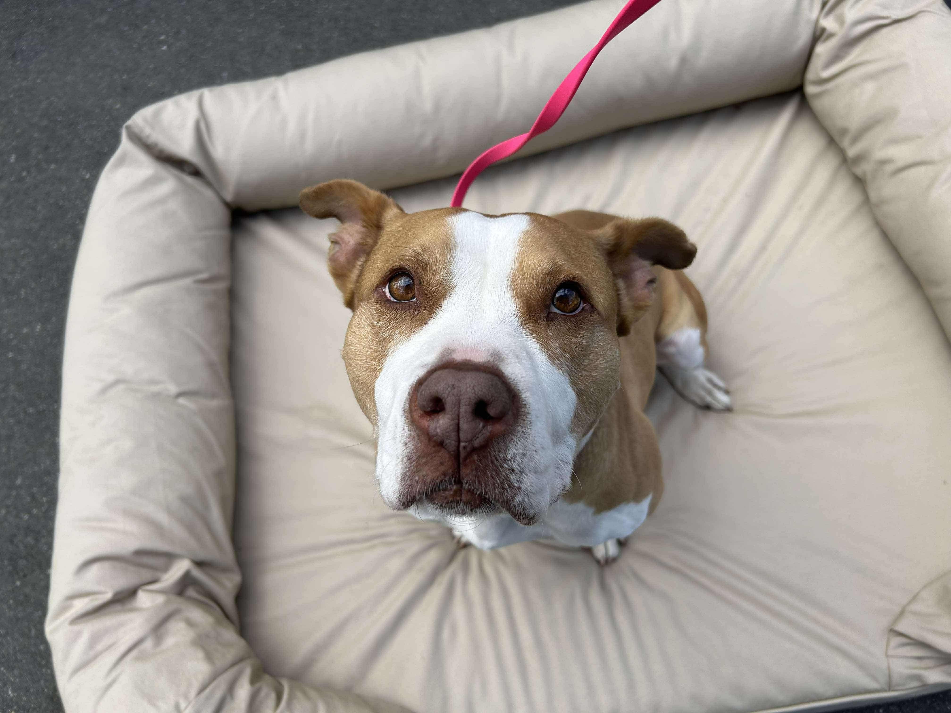 Enlarge SUGAR, a Adoptable mixed breed in Stamford, CT image 3/6