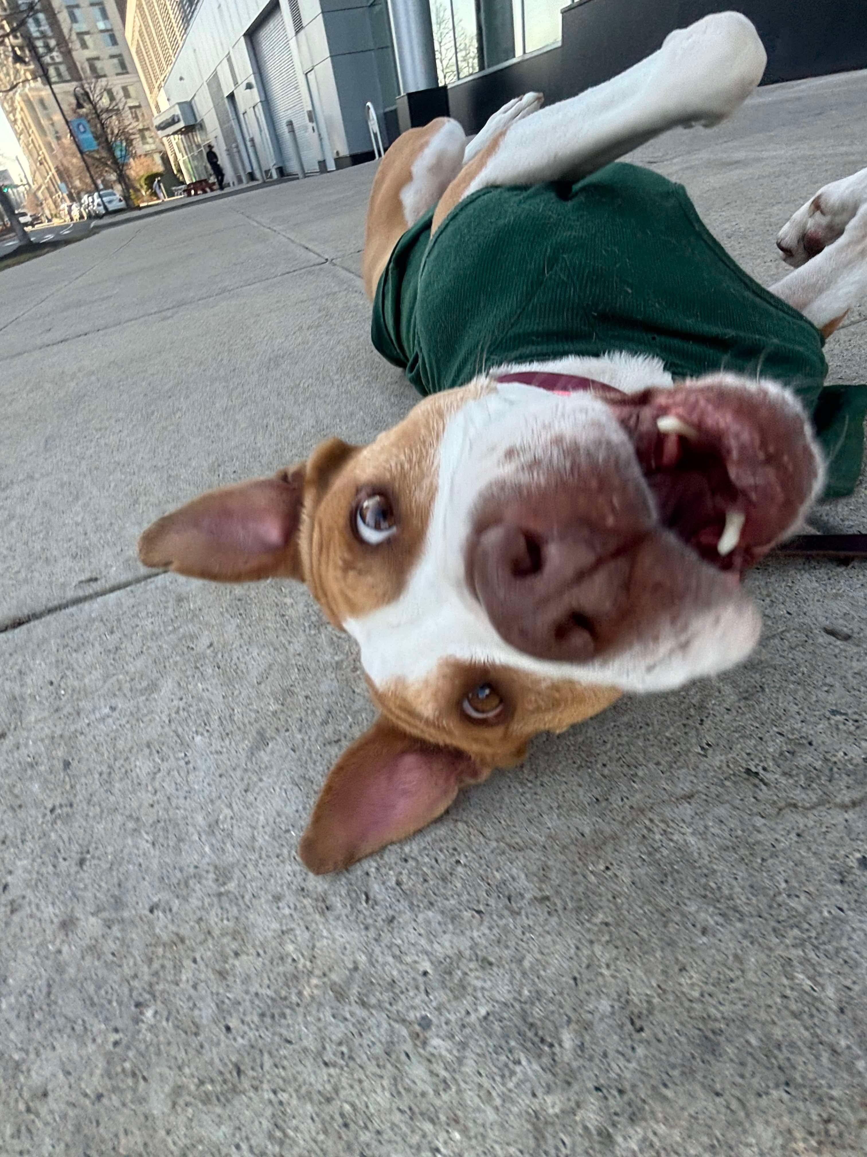 Enlarge SUGAR, a Adoptable mixed breed in Stamford, CT image 5/6