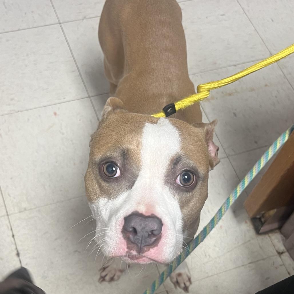 Sandy, Adoptable, Young Male Pit Bull Terrier.