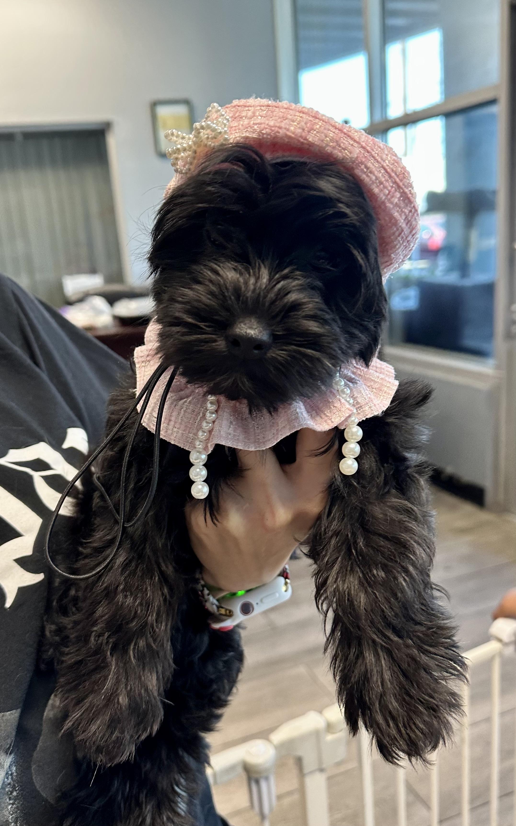 Janet, adopted, Puppy Female Shih Tzu.