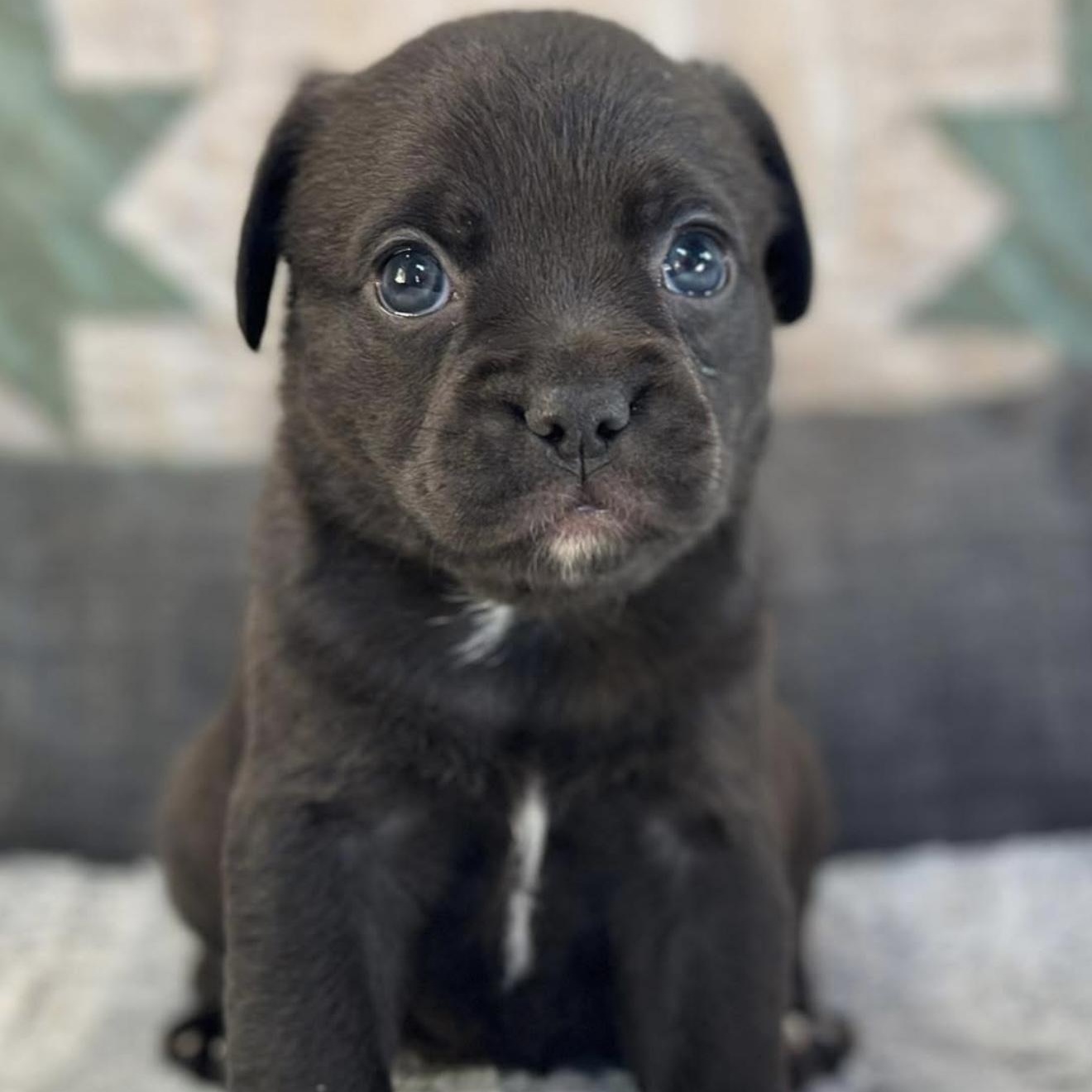 Sadie May, Baby Female French Bulldog