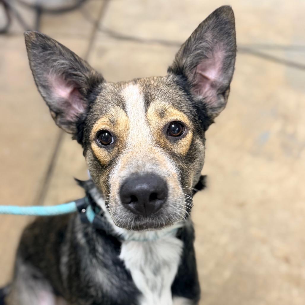 Lenny, Adoptable, Young Male Shepherd.