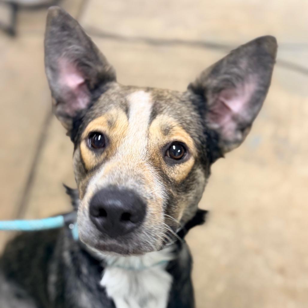 Enlarge Lenny, a Adoptable Shepherd in Columbus, GA image 2/2
