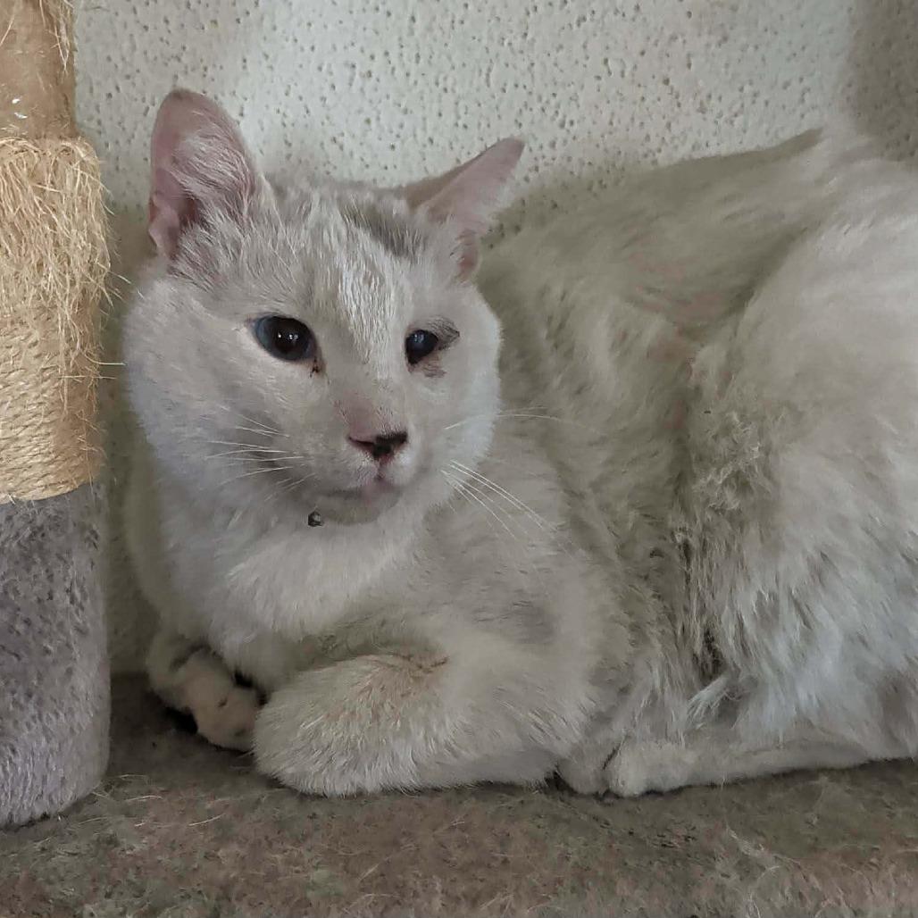 Troy, Adoptable, Adult Male Domestic Short Hair.