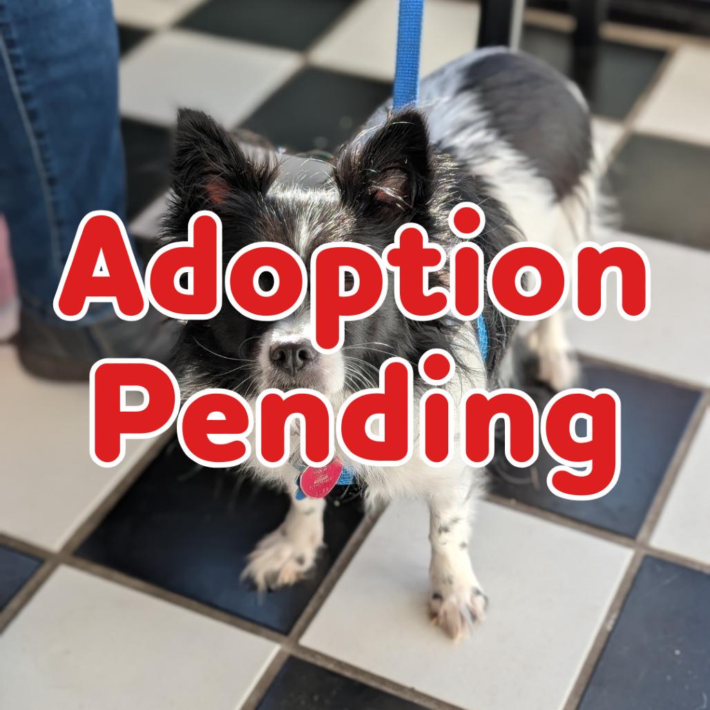 Maddie III 25-140, Adoptable, Adult Female Papillon & Mixed Breed.