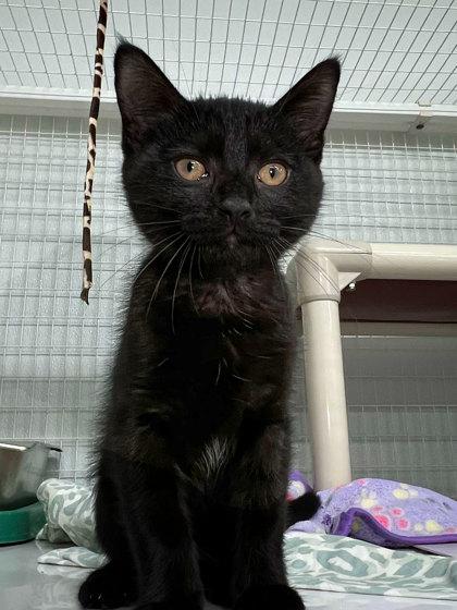 Bermuda, Adoptable, Adult Male Domestic Short Hair & Domestic Short Hair.